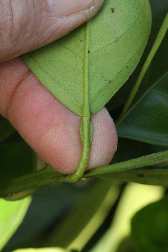              Petiole (Riverside, CA)       